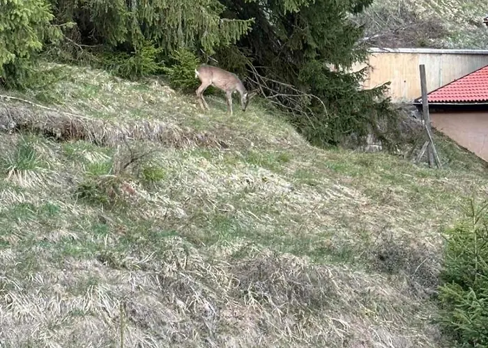 Alpine Relax Free & Pool شقة *